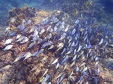 Centro de buceo proximo (Playa Coral) 